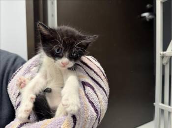 JOHN WICK -  Domestic Medium Hair Cat for Adoption in Santa Fe, New Mexico - JOHN WICK | PetCurious