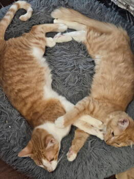 Rescue Domestic Medium Hair Cats for Adoption in Plano, Texas - Sherbert | PetCurious