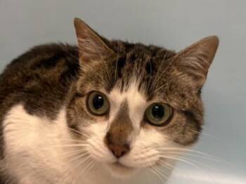 Butterfly -  Domestic Short Hair Cat for Adoption in Golden Valley, Minnesota - Butterfly | PetCurious