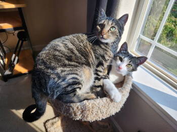 Rescue Tabby and Domestic Short Hair Cats for Adoption in Hillsboro, Oregon - Wrangler & Tillie #1774 - Offered By Owner | PetCurious