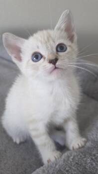 Siamese and Domestic Short Hair Cats Available for Adoption in Campbell, California - Juliet | PetCurious