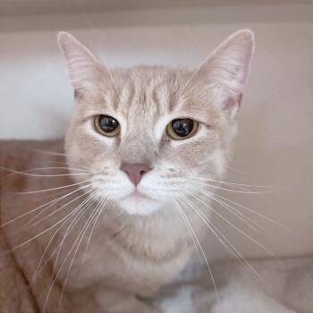 Ginger -  Domestic Short Hair Cat for Adoption in Providence, Rhode Island - Ginger | PetCurious