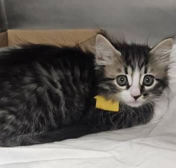 MERLIN -  Domestic Medium Hair Cat for Adoption in St. Louis, Missouri - MERLIN | PetCurious