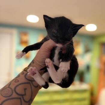 Suga -  Domestic Short Hair Cat for Adoption in Port Richey, Florida - Suga | PetCurious