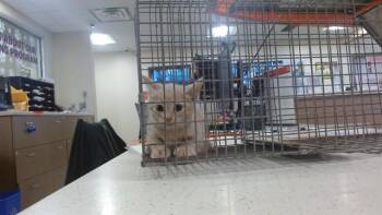 A798849 -  Domestic Short Hair Cat for Adoption in Louisville, Kentucky - A798849 | PetCurious