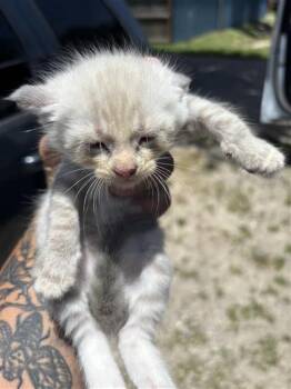 A659395 -  Domestic Short Hair Cat for Adoption in Houston, Texas - A659395 | PetCurious