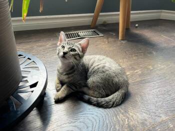 Simba 3 -  Domestic Short Hair Cat for Adoption in Arthur, Ontario - Simba 3 | PetCurious