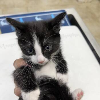 Bell -  Domestic Short Hair Cat for Adoption in Galveston, Texas - Bell | PetCurious
