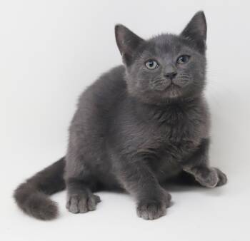 Elaine is even cuter in person - EXTRA TOES - Mild CH kitty - PL -  Extra Toes Cat Hemingway Polydactyl and Russian Blue Cat for Adoption in Bedford Hills, New York - Elaine Is Even Cuter In Person - EXTRA TOES - Mild CH Kitty - PL | PetCurious