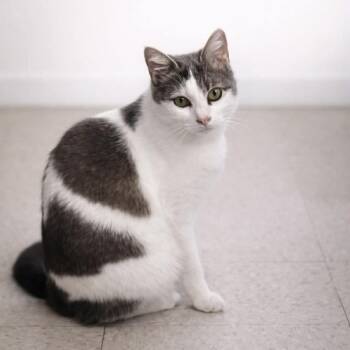 Domestic Short Hair Cats Available for Adoption - Rose | PetCurious
