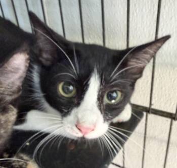Zep -  Domestic Short Hair Cat for Adoption in Deming, New Mexico - Zep | PetCurious