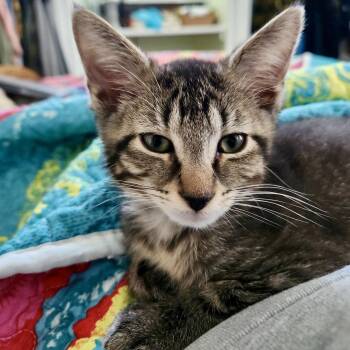 Domestic Short Hair Cats Available for Adoption in Richmond, Virginia - Neutron | PetCurious
