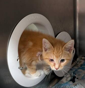 Aunt Fanny (Spayed) (Photos May 23 2026) -  Tabby and Domestic Short Hair Cat for Adoption in Marietta, Ohio - Aunt Fanny (Spayed) (Photos May 23 2026) | PetCurious