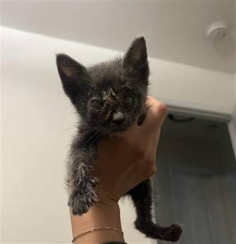 RADAR - IN FOSTER -  Domestic Short Hair Cat for Adoption in Ontario, California - RADAR - IN FOSTER | PetCurious