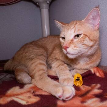 Spelunker -  Domestic Short Hair Cat for Adoption in Seattle, Washington - Spelunker | PetCurious