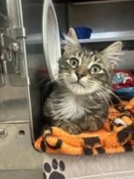 Starvin Marvin -  Domestic Medium Hair Cat for Adoption in Manitowoc, Wisconsin - Starvin Marvin | PetCurious