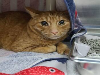 Domestic Medium Hair Cats Available for Adoption - SIMBA | PetCurious