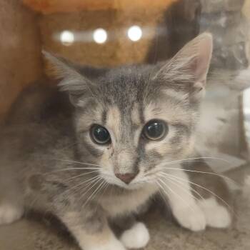 Arkansas -  Domestic Short Hair Cat for Adoption in Philadelphia, Pennsylvania - Arkansas | PetCurious
