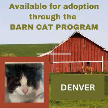 Domestic Short Hair Cats Available for Adoption in Westminster, Maryland - DENVER BARN CAT | PetCurious