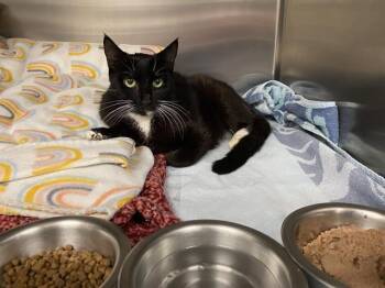 Domestic Short Hair Cats Available for Adoption in Modesto, California - A608736 | PetCurious