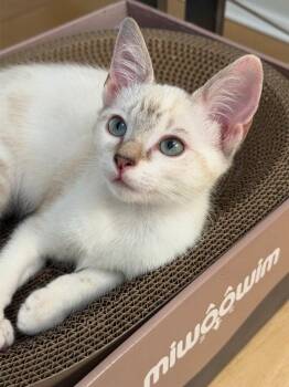 Pearl -  Siamese and Domestic Short Hair Cat for Adoption in Walnut Creek, California - Pearl | PetCurious