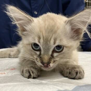 Stray 10/6 -  Domestic Short Hair Cat for Adoption in Keizer, Oregon - Stray 10/6 | PetCurious