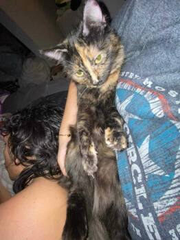 Rescue Domestic Medium Hair Cats for Adoption in Cleburne, Texas - Gumbo | PetCurious