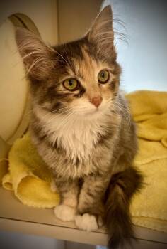 Fluffy & Silvie -  Domestic Long Hair Cat for Adoption in Buffalo, New York - Fluffy & Silvie | PetCurious