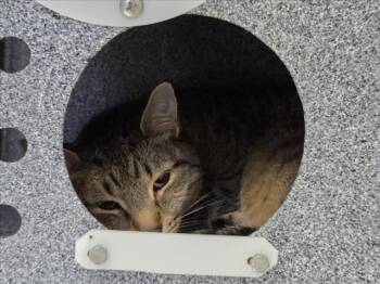 Domestic Short Hair Cats Available for Adoption in Tulsa, Oklahoma - RAIIN | PetCurious