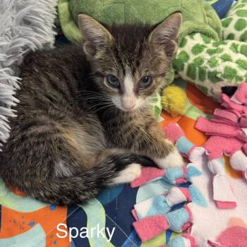 Sparky -  Domestic Short Hair Cat for Adoption in Jupiter, Florida - Sparky | PetCurious