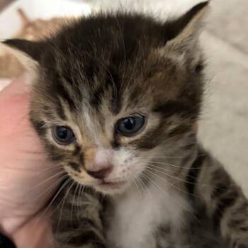 Domestic Short Hair Cats Available for Adoption in Newark, New Jersey - Aldric | PetCurious