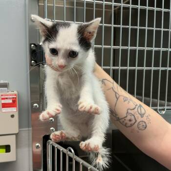 Silt -  Domestic Short Hair Cat for Adoption in Saint Joseph, Missouri - Silt | PetCurious