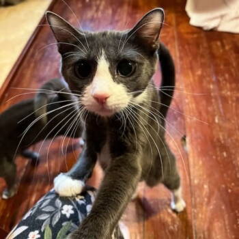 Rescue Domestic Short Hair Cats for Adoption in Ball Ground, Georgia - Addie | PetCurious