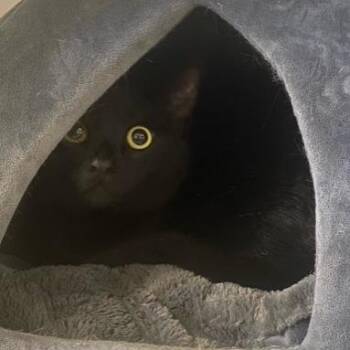 Domestic Short Hair Cats Available for Adoption in Chehalis, Washington - Shiro | PetCurious