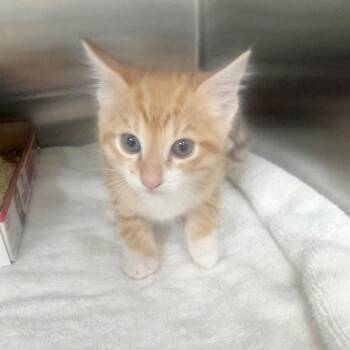 Domestic Short Hair Cats Available for Adoption in Jupiter, Florida - Koda | PetCurious