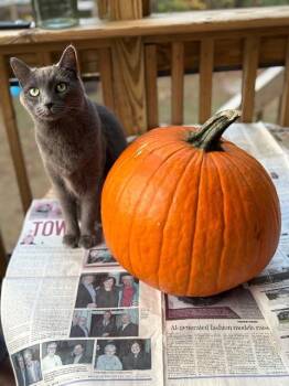 Domestic Short Hair Cats Available for Adoption in Blountville, Tennessee - Nimbus | PetCurious