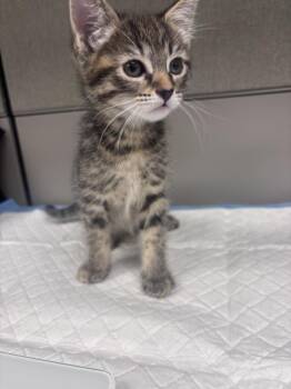 LAFFY -  Domestic Short Hair Cat for Adoption in Las Vegas, Nevada - LAFFY | PetCurious