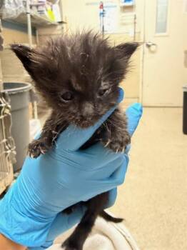 JODI -  Domestic Short Hair Cat for Adoption in Riverside, California - JODI | PetCurious