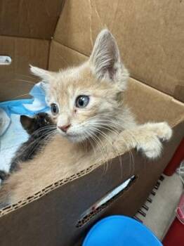 Chicken -  Domestic Short Hair Cat for Adoption in Farmers Branch, Texas - Chicken | PetCurious