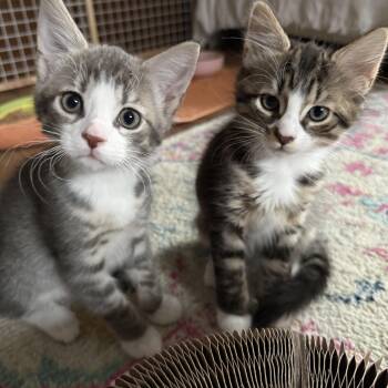 Bestie brothers Bobo and Tweetie -  Domestic Short Hair Cat for Adoption in Stamford, Connecticut - Bestie Brothers Bobo And Tweetie | PetCurious
