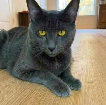 Winbert -  American Shorthair Cat for Adoption in Pikesville, Maryland - Winbert | PetCurious