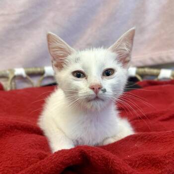Louie -  Domestic Short Hair Cat for Adoption in Medford, Oregon - Louie | PetCurious
