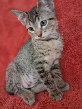 Elizabeth -  Domestic Short Hair Cat for Adoption in Wheaton, Illinois - Elizabeth | PetCurious
