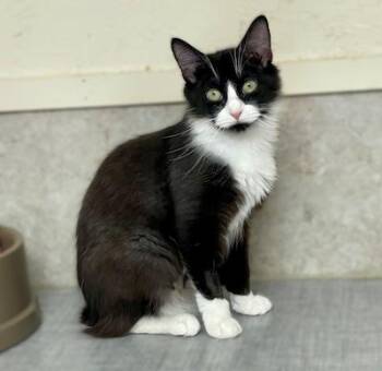 Rescue Tuxedo Cats for Adoption in Palmyra, Virginia - Chenille | PetCurious