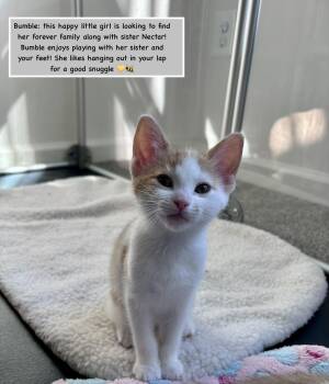 Domestic Short Hair Cats Available for Adoption - Bumble Bonded With Nectar In Foster Care | PetCurious