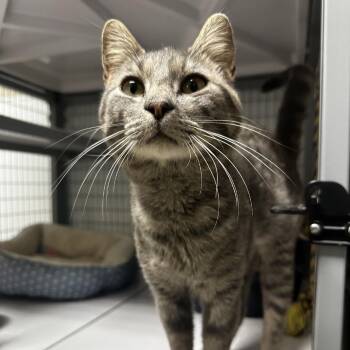 Tanner -  Domestic Short Hair Cat for Adoption in Blue Ridge, Georgia - Tanner | PetCurious