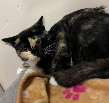 Eve -  Tortoiseshell Cat for Adoption in Leavenworth, Kansas - Eve | PetCurious