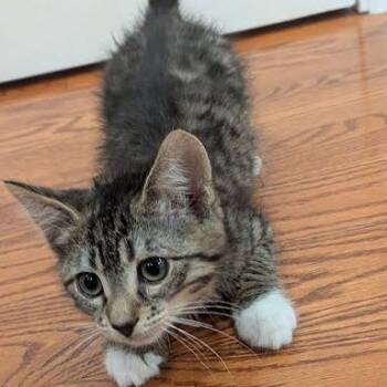 Domestic Short Hair Cats Available for Adoption in South Elgin, Illinois - Siobhan | PetCurious