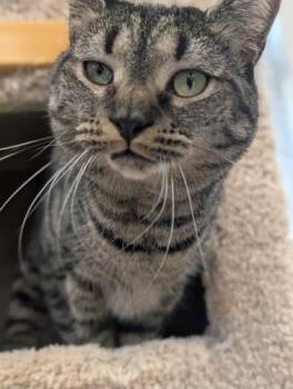 Rabbit and Piglet -  Domestic Short Hair and Tiger Cat for Adoption in Webster, Massachusetts - Rabbit And Piglet | PetCurious