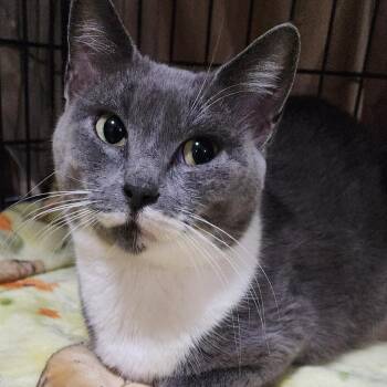 Kelsey C46428 -  Domestic Short Hair Cat for Adoption in Corsicana, Texas - Kelsey C46428 | PetCurious
